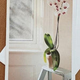 Orchid for Mother's Day, Easter, Celebration or Sympathy.