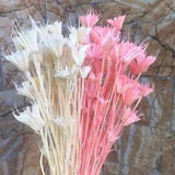 Flower Dried Head Natural Branch Bouquet Home Decoration Arrangement White Green