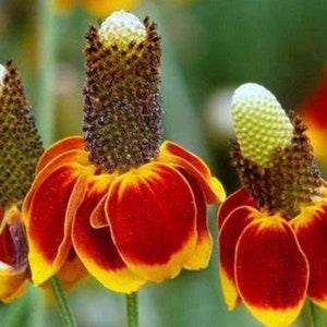 Mexican Hat . Wildflowers. Pollinators garden. Perennials. 30 seeds.