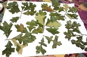 Oak Tree Leaves Green Brown Branches Crafts Florals