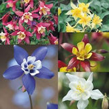 Aquilegia seeds - 60 seeds- code 023