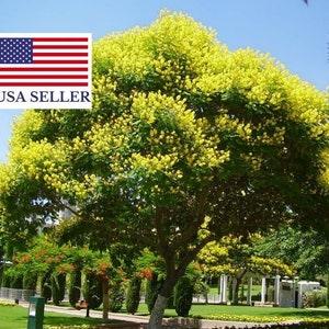20 Peltophorum africanum, African wattle, weeping wattle Seeds