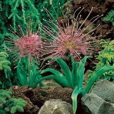 Ornamental onion, Allium schubertii - FineGardening Flower Delivery