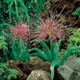 Ornamental onion, Allium schubertii - FineGardening Flower Delivery