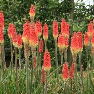 100 Kniphofia uvaria Tritoma Mix*Red Hot Poker Flower Seeds EVergreen*Interesting Accent Plant