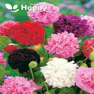 Peony Poppy Mix - Double Flower poppy - 1000 seed Papaver somnifer