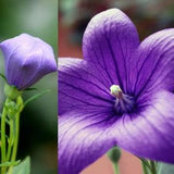 Balloon Flower Seeds Canada, Platycodon Grandiflora, Purple Flower Seeds, Zone 3 Zone 4 Perennial Flower Garden Seeds, Balloon Shaped Flower