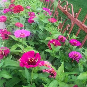 Giant Zinnia profusion seeds. 50 seeds ornemental flowers