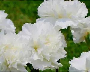50+ Carnation flower Seeds - White A54