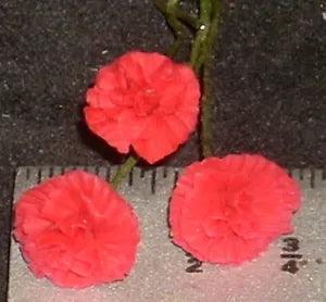 Carnation Red or Red Yellow Mix 1:12 Miniature Flowers Garden Floral #0675