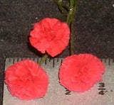 Carnation Red or Red Yellow Mix 1:12 Miniature Flowers Garden Floral #0675