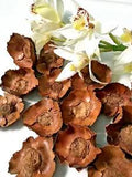 Coconut Stalk Flower Pods 25 Dried 100% Natural Adorable Flowers in Home Garden