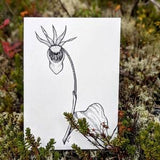 Art Print | Fairy Slipper | Native Flower of Canada & USA | Wildflower Design | Art for Charity | Gift for Her