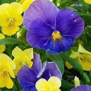 Pansies Flowers Mix. Two colours in one pack ( blue and yellow). Selfseeding. Full sun. 100 seeds.