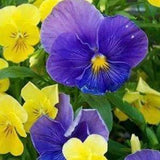 Pansies Flowers Mix. Two colours in one pack ( blue and yellow). Selfseeding. Full sun. 100 seeds.