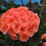 Geranium Pelargonium night Salmon F1 indoor Flower Seeds #1933