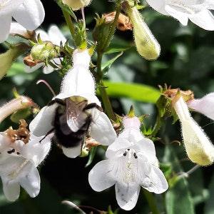 Foxglove Beardtongue seeds