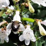 Foxglove Beardtongue seeds