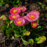 Bellis Bam Bam Rose Flower Seeds - 'Bellis perenni' - 8 Seeds