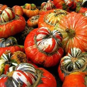 Pumpkin Turkish Turban 9 NON GMO Seeds - Cucurbita Pepo