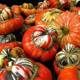 Pumpkin Turkish Turban 9 NON GMO Seeds - Cucurbita Pepo