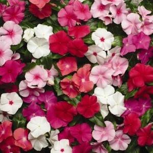 Vinca rosea mixed, code 839