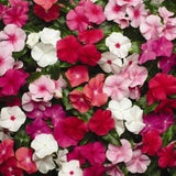 Vinca rosea mixed, code 839