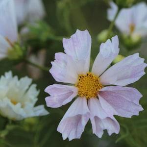 20 Cosmos Seashells Flower Seed Mix / Cosmos bipinnatus / English Garden / Wildflowers / Cottage / Bouquet Flowers / Wedding Flowers