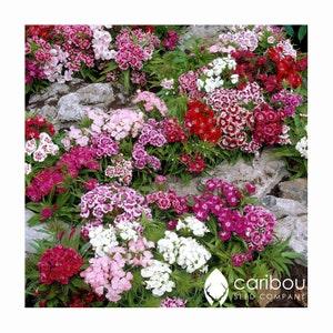PERENNIAL: SWEET WILLIAM - 40-50 Seeds - Dianthus barbatus - Rock Garden, Fragrant, Organic & Fresh Seed