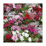PERENNIAL: SWEET WILLIAM - 40-50 Seeds - Dianthus barbatus - Rock Garden, Fragrant, Organic & Fresh Seed