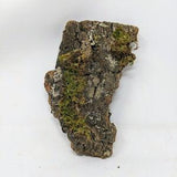 Mossy Cork Panel for Terrariums, Air Plants, Hanging Bark, Dried Moss, Vertical Garden Indoor