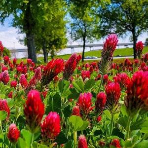 Red Crimson Clover Seeds - Nitrogen Fixer - Trifolium Incarnatum - Known as Crimson Clover or Italian Clover - Excellent Companion Plant
