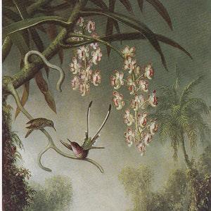 Hummingbirds orchids land ush plants in jungle, vintage print of oil painting  circa 1865, tropical natural history bird decor for airbnb