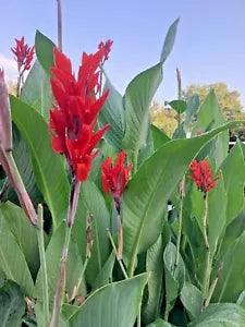 Canna Bulbs Red Jumbo Plants Tall  Plants Lot Of(5)Green Leaf Lily Rhizomes
