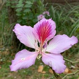 Variegated Orchid Tree - Bauhinia variegata - Rare Plants Seeds - Kaleidoscope Tree, Pink-Red, Mottled Butterfly Tree, Painted Orchid Tree
