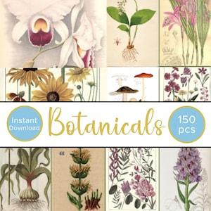 Vintage Botanicals Wall Collage Kit, Botanicals Aesthetic Photo 4 x 6 Prints, Vintage Botanicals Decor, 150 Photos, Plant Illustrations