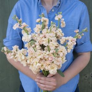 30 Apricot Stock Flower Seeds / Matthiola incanas / Cut Flower / Container Gardening / English Garden / Wildflowers / Cottage Garden