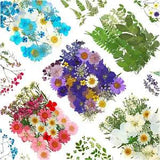 170Pcs+ Real Dried Pressed Flowers Leaves Petals for Crafts-Beautiful Pressed Fl
