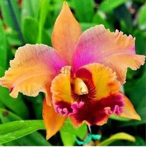 20 SEEDS for Tangerine Orange LILY RARE flower exotic garden plant USA Seller