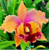 20 SEEDS for Tangerine Orange LILY RARE flower exotic garden plant USA Seller