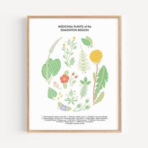 Medicinal Plants of the Edmonton Region Print // 8x10" or 11x14" Illustrated Print on Fine-art Paper by Illustrator Stephanie Simpson