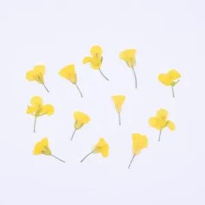 24pcs Natural Pressed Canola Eternal Dried Flowers DIY Flora Stickers Craft...