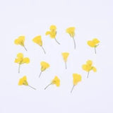 24pcs Natural Pressed Canola Eternal Dried Flowers DIY Flora Stickers Craft...