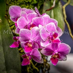 Hawaiian Phalaenopsis Orchid 8"x8" print
