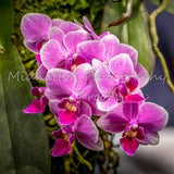 Hawaiian Phalaenopsis Orchid 8"x8" print