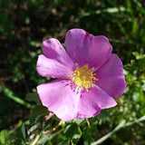 Prairie Rose Seeds Canada, Wild Rose Bush, Pink Flower Shrub, Perennial Garden, Native Canadian Plants, Attracts Bees & Buuterflies