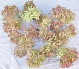 18 Rose Hydrangea Flowers, Natural Dry Colors from Our Indiana Homestead Gardens