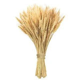 Phliofd 17.7 inches Dried Wheat Stalks, 100 Stems Dried Flowers 100% 100 Pcs
