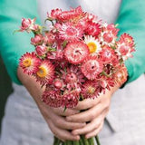 50 Raspberry Rose Strawflower Seeds / Helichrysum bracteatum / Dried Arrangement/ Wedding Flowers / Wildflowers / Garden / King Salmon Rose