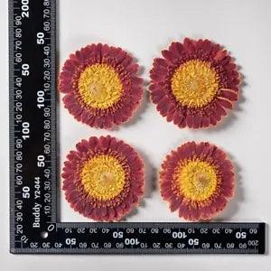 2PCS Real Pressed Dry daisy Flower,  Flower Head for art FSS26 #13